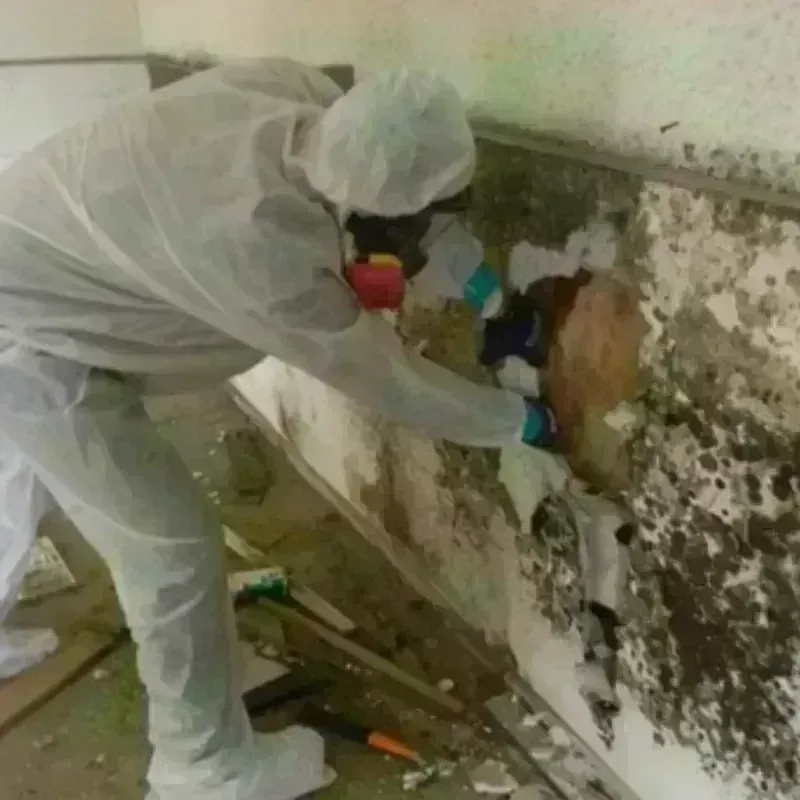 Mold Remediation and Removal in Saint Paul, MN